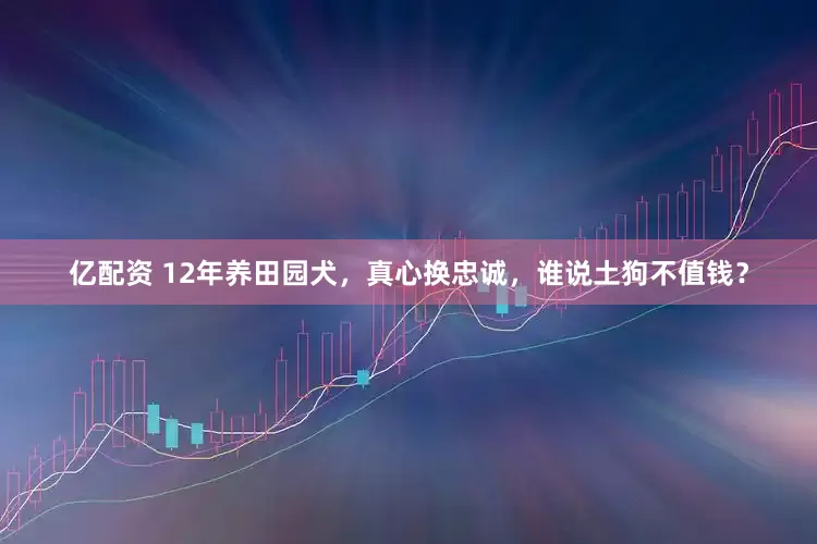 亿配资 12年养田园犬，真心换忠诚，谁说土狗不值钱？