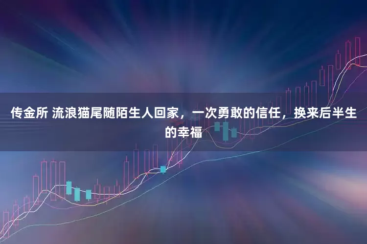 传金所 流浪猫尾随陌生人回家，一次勇敢的信任，换来后半生的幸福