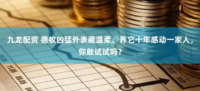 九龙配资 德牧凶猛外表藏温柔，养它十年感动一家人，你敢试试吗？