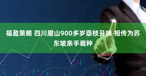 福盈策略 四川眉山900多岁荔枝开摘 相传为苏东坡亲手栽种